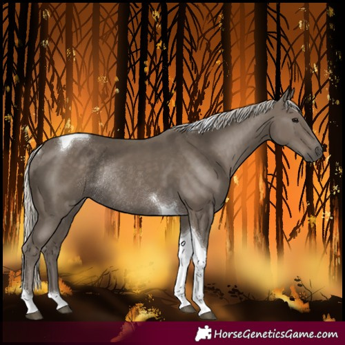 Horse Color:Silver Smoky Black Tobiano Rabicano 