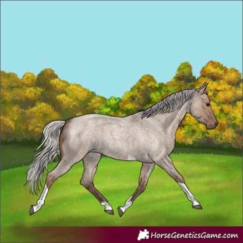 Horse Color:Silver Grullo Roan Tobiano 