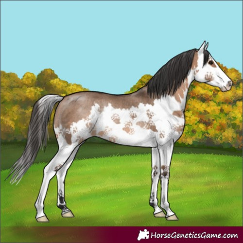 Horse Color:Brown Dun Splash Rabicano 