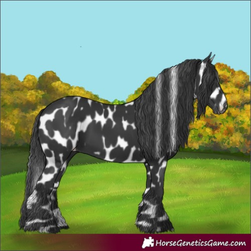 Horse Color:Black Appaloosa 