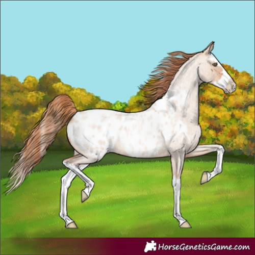 Horse Color:Gold Champagne Roan Dun Splash Near Leopard