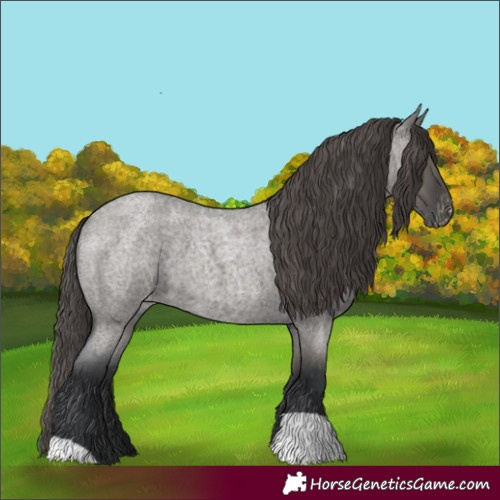 Horse Color:Grullo Roan Skewed Appaloosa 