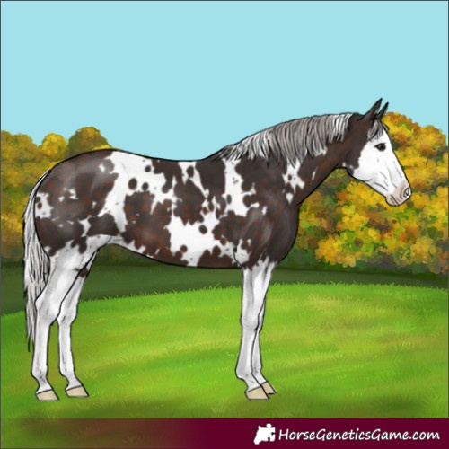 Horse Color:White Spotted Silver Brown Splash 