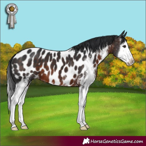 Horse Color:Brown Sabino Splash Appaloosa 