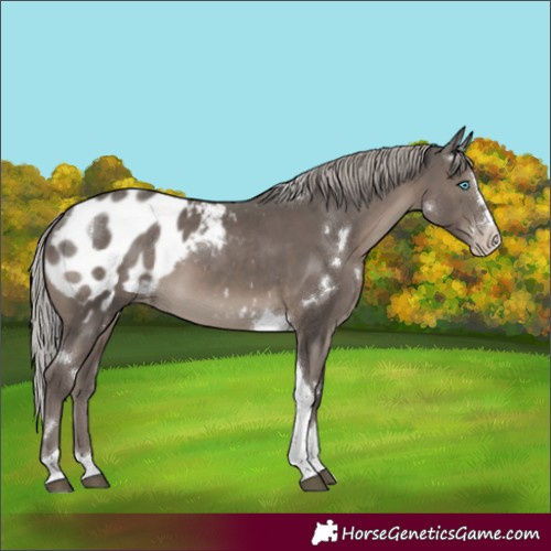 Horse Color:White Spotted Silver Black Mushroom Splash Tobiano Appaloosa Rabicano 