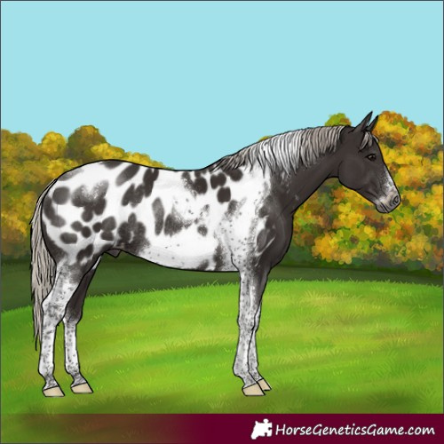 Horse Color:Gray Silver Black Tobiano Frame Appaloosa Rabicano 