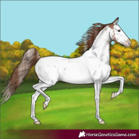 Horse Color:Chestnut Sabino Splash Near Fewspot 