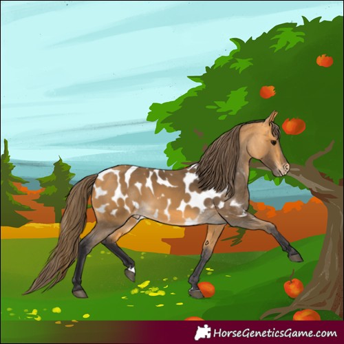 Horse Color:Buckskin Appaloosa