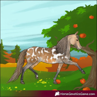 Horse Color:Buckskin Blanket 