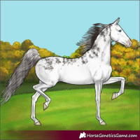 Horse Color:Liver Chestnut Sabino Splash