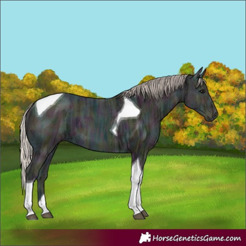 Horse Color:Midnight Silver Black Ice Tobiano