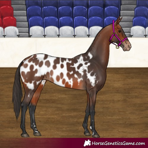 Horse Color:Bay Blanket