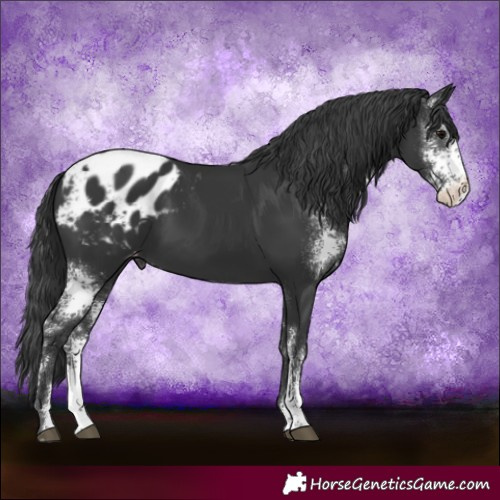 Horse Color:Black Sabino Blanket 