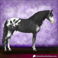 Horse Color:Black Sabino Blanket 