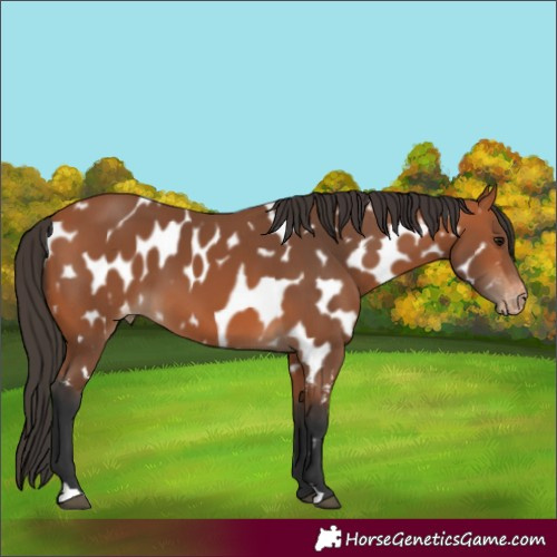 Horse Color:Bay Appaloosa 