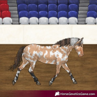 Horse Color:Bay Dun Appaloosa 