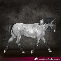 Horse Color:White Spotted Blue Roan 