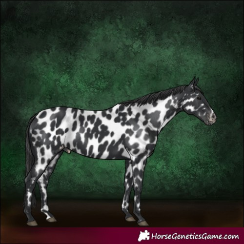 Horse Color:Black Appaloosa