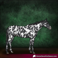 Horse Color:Black Appaloosa 