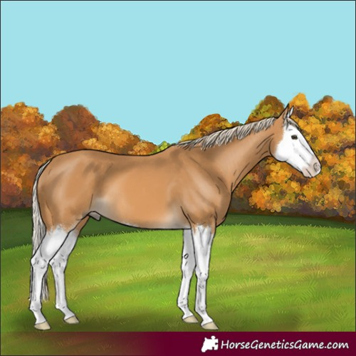 Horse Color:Palomino Splash 