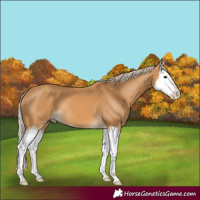 Horse Color:Palomino Splash 