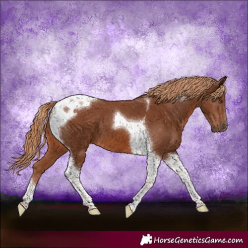 Horse Color:Chestnut Tobiano 