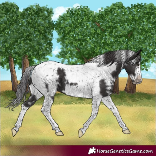 Horse Color:White Spotted Smoky Black Tobiano Frame 