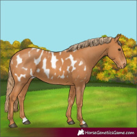 Horse Color:Chestnut Blanket