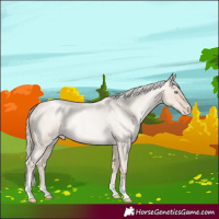 Horse Color:Gold Cream Champagne Roan Pearl Rabicano