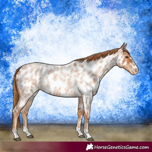 Horse Color:Red Roan Appaloosa 