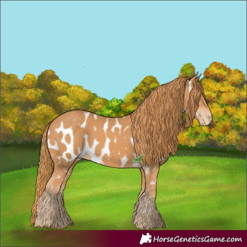 Horse Color:Chestnut Appaloosa 