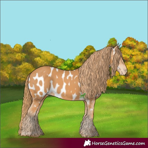 Horse Color:Chestnut Appaloosa