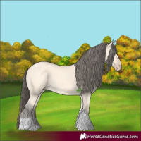 Horse Color:Amber Cream Champagne Tobiano
