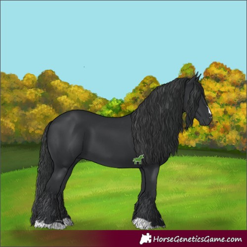 Horse Color:Black 