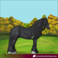 Horse Color:Black 