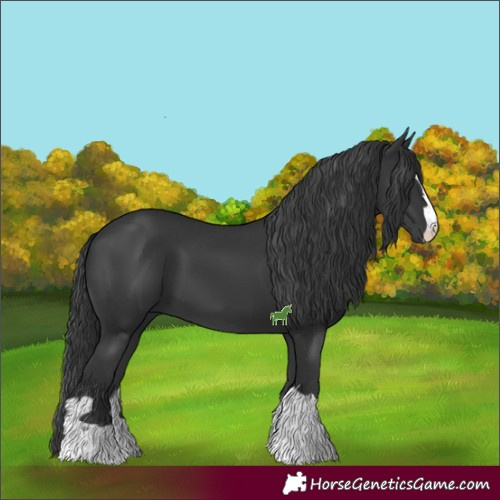 Horse Color:Black 