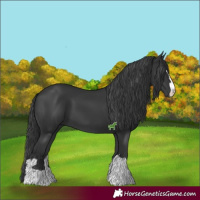 Horse Color:Black 