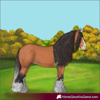 Horse Color:Bay Splash