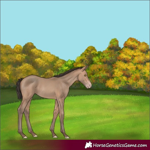 Horse Color:Unknown 