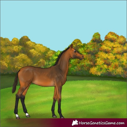 Horse Color:Unknown 