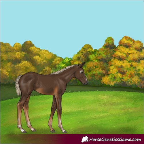 Horse Color:Unknown 
