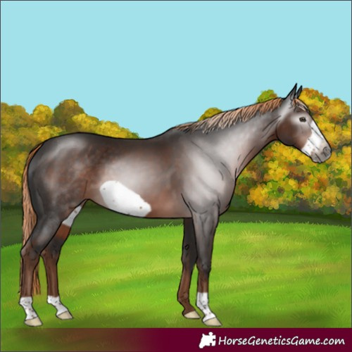 Horse Color:Unknown 