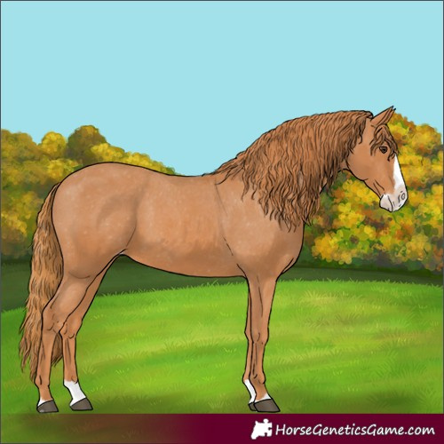 Horse Color:Chestnut Splash Appaloosa 