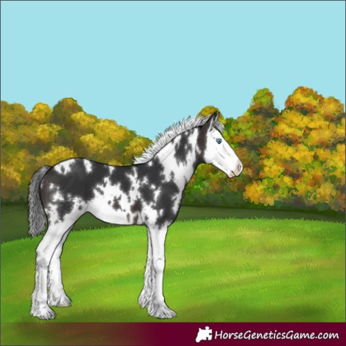 Horse Color:White Spotted Brown Splash 