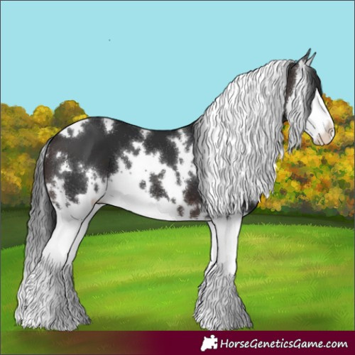 Horse Color:White Spotted Brown Splash