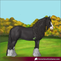 Horse Color:Smoky Black Splash