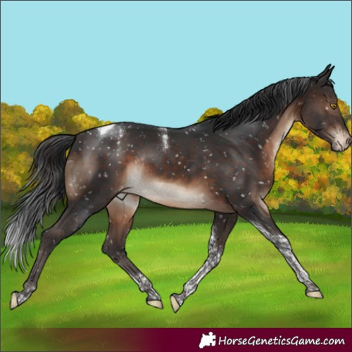 Horse Color:Brown Tobiano Snowcap Rabicano