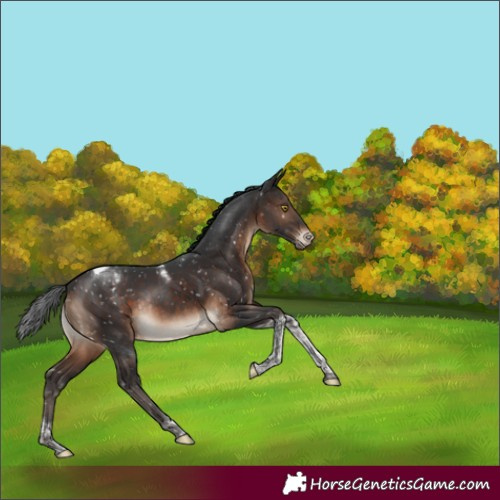 Horse Color:Brown Tobiano Appaloosa Rabicano 