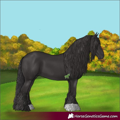 Horse Color:Smoky Black