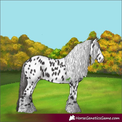 Horse Color:Smoky Black Appaloosa